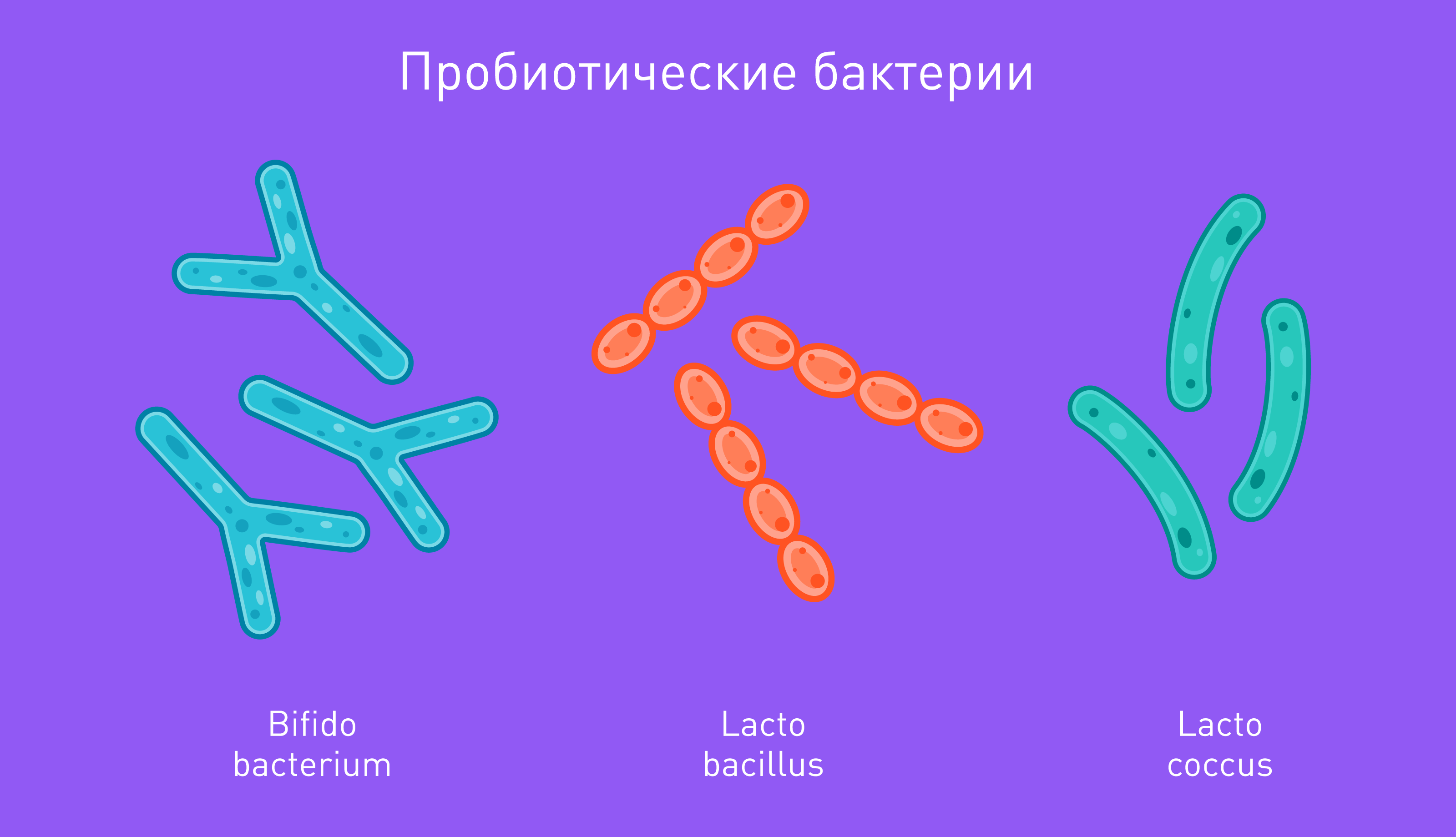 Probiotic bacteria