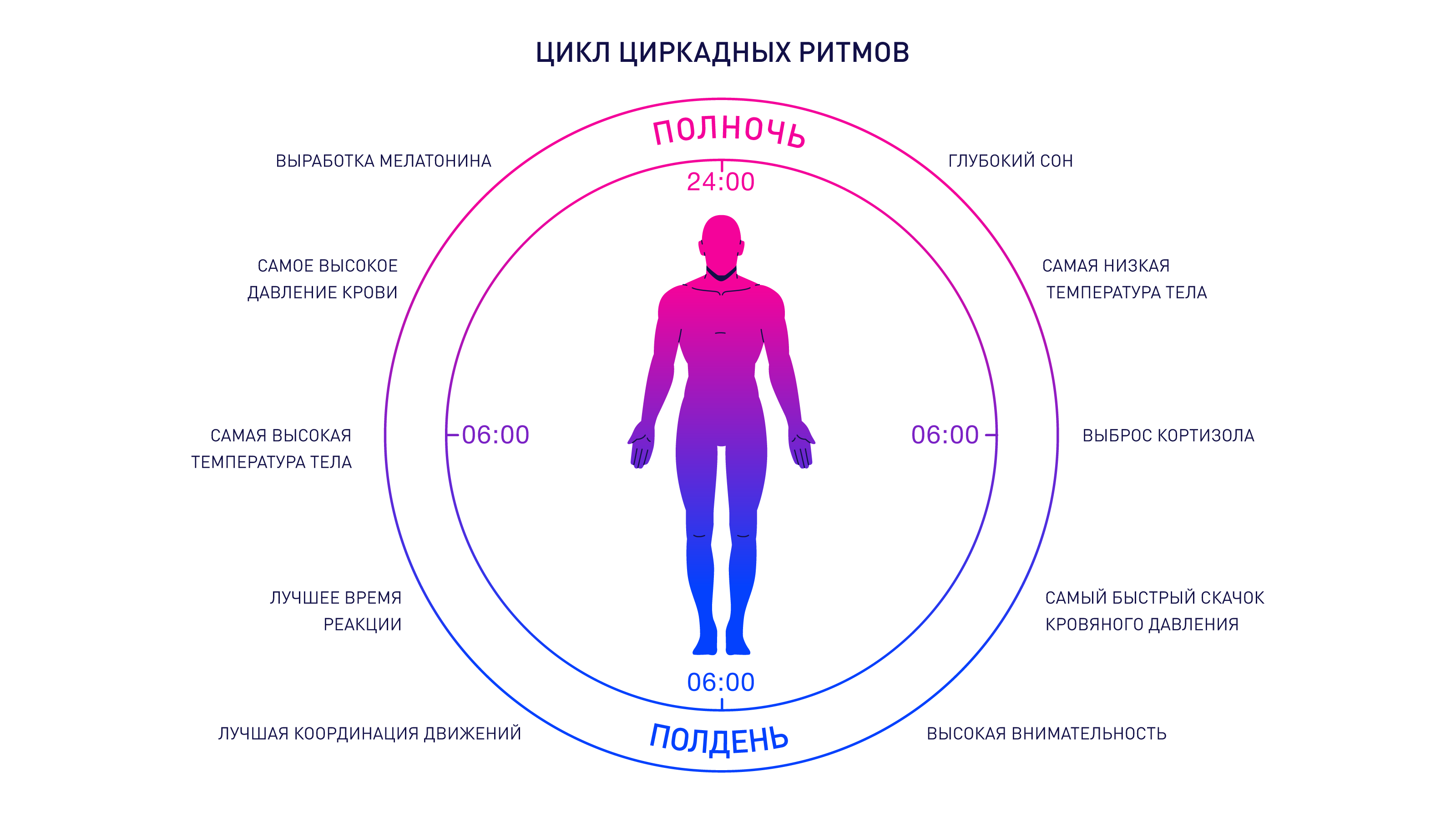 Режим дня, гормоны и показатели организма