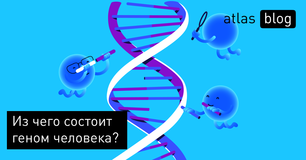 Что такое ДНК и из чего состоит геном человека?