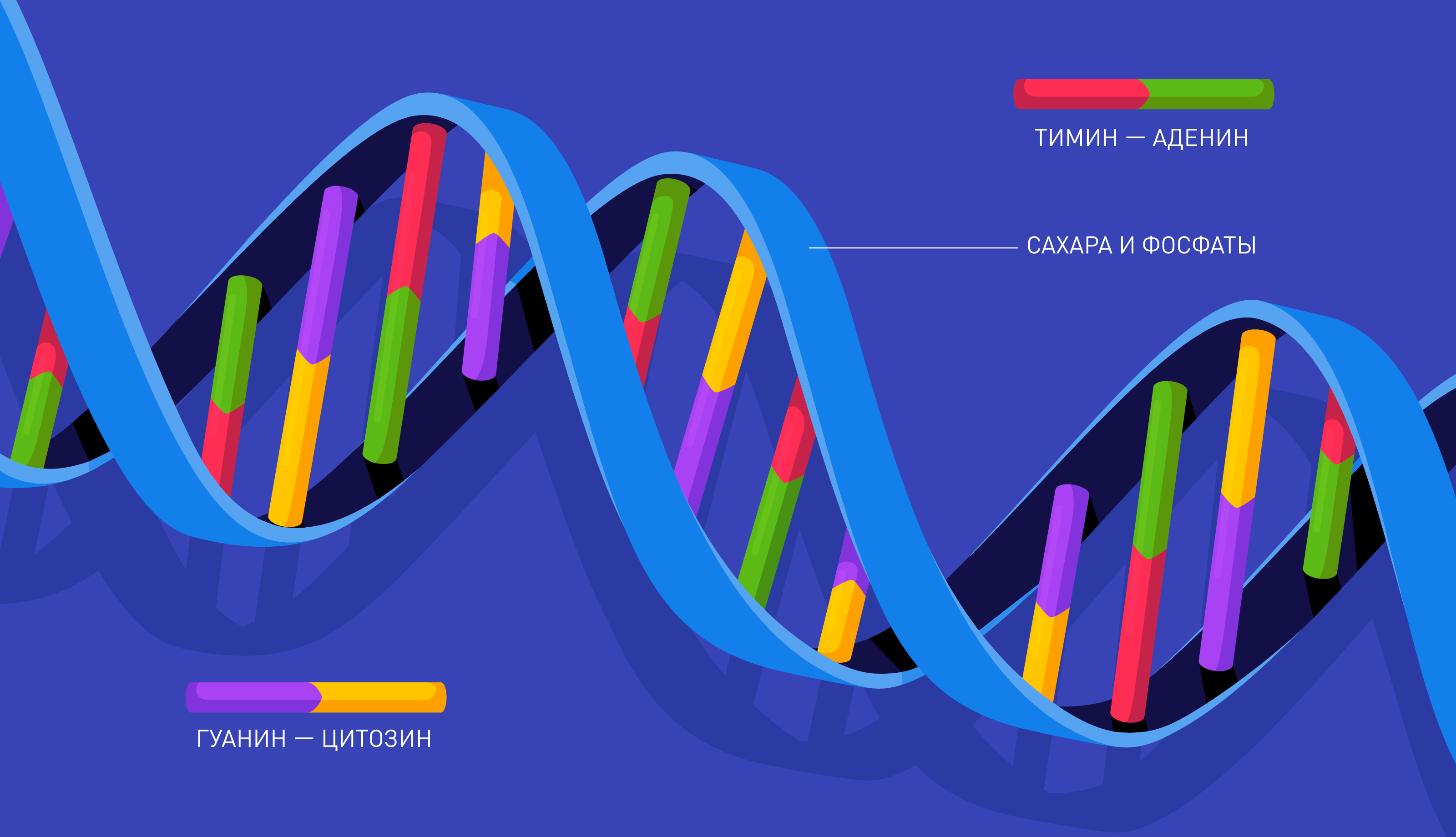 Что такое ДНК и из чего состоит геном человека?