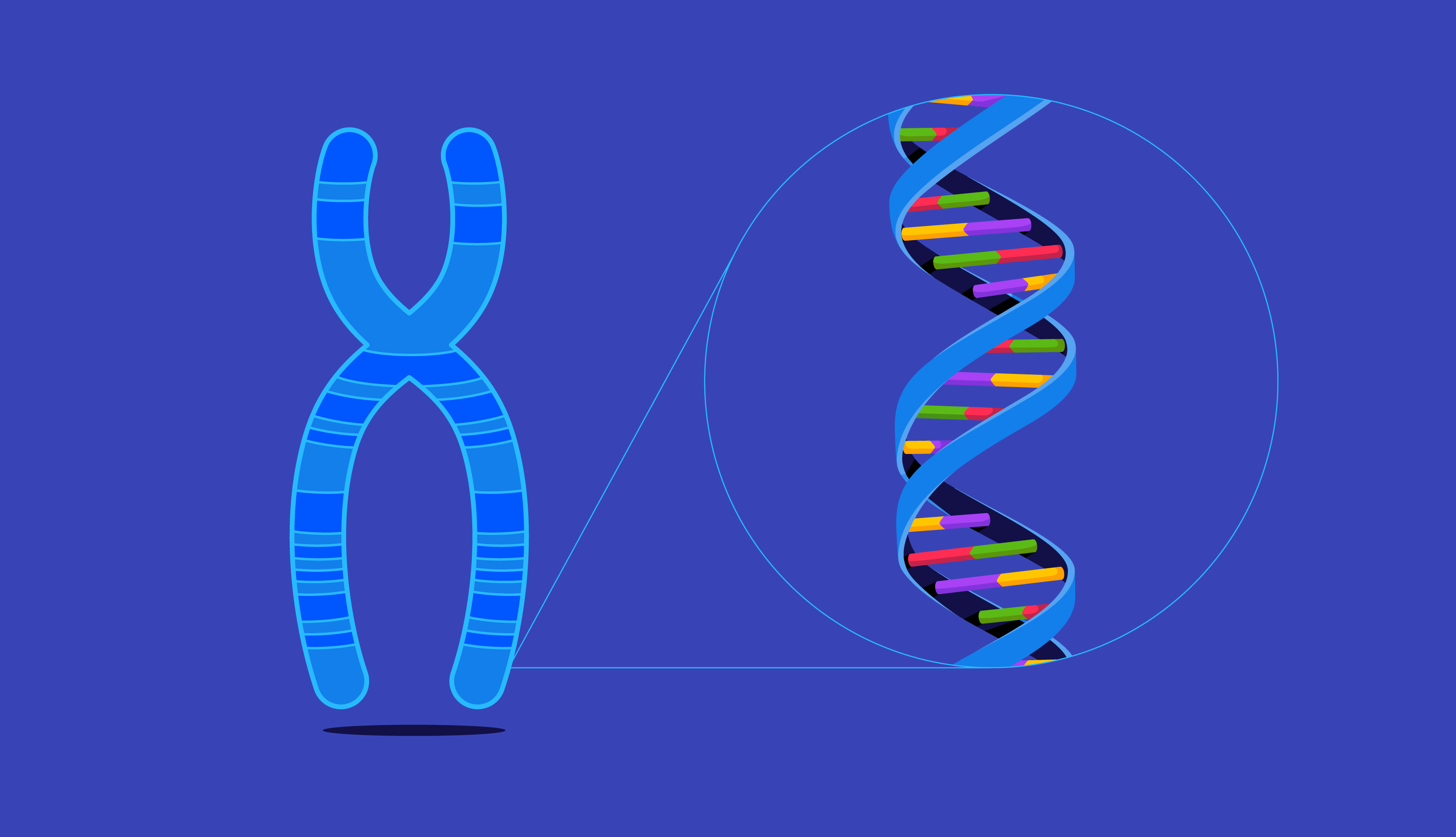 ДНК И хромосомы. Гены и хромосомы. Нить ДНК. Геном человека состоит из.