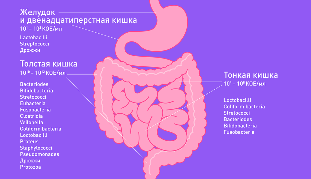 Микробиота кишечника картинки