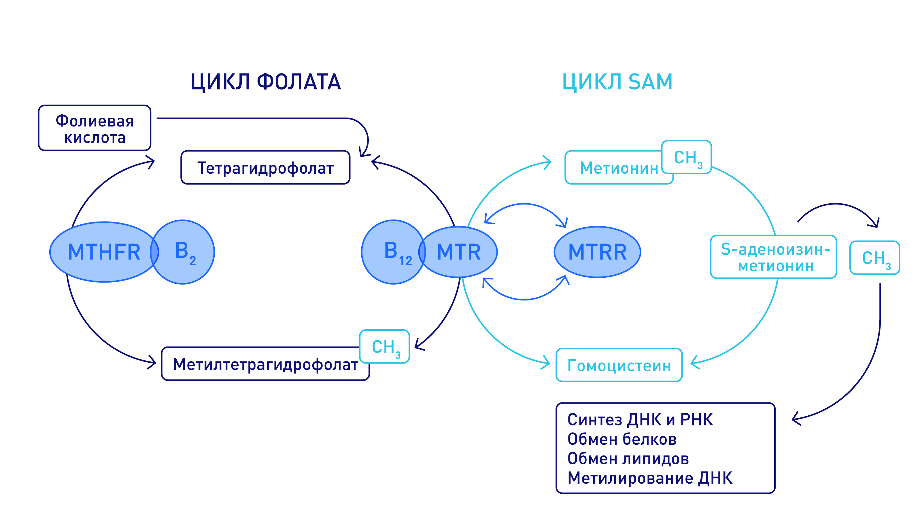 Фолатный цикл схема