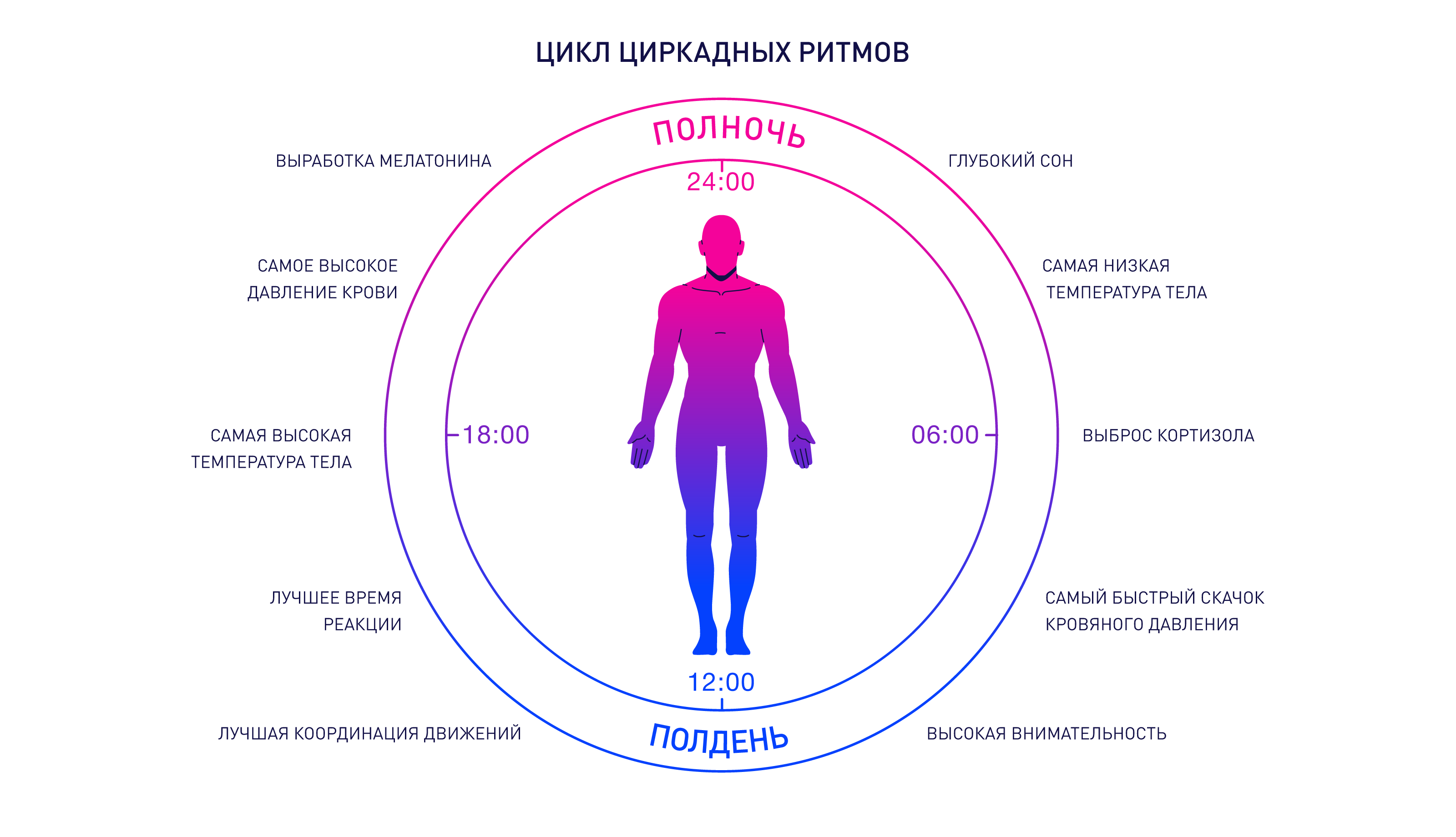 Циркадный ритм человека схема