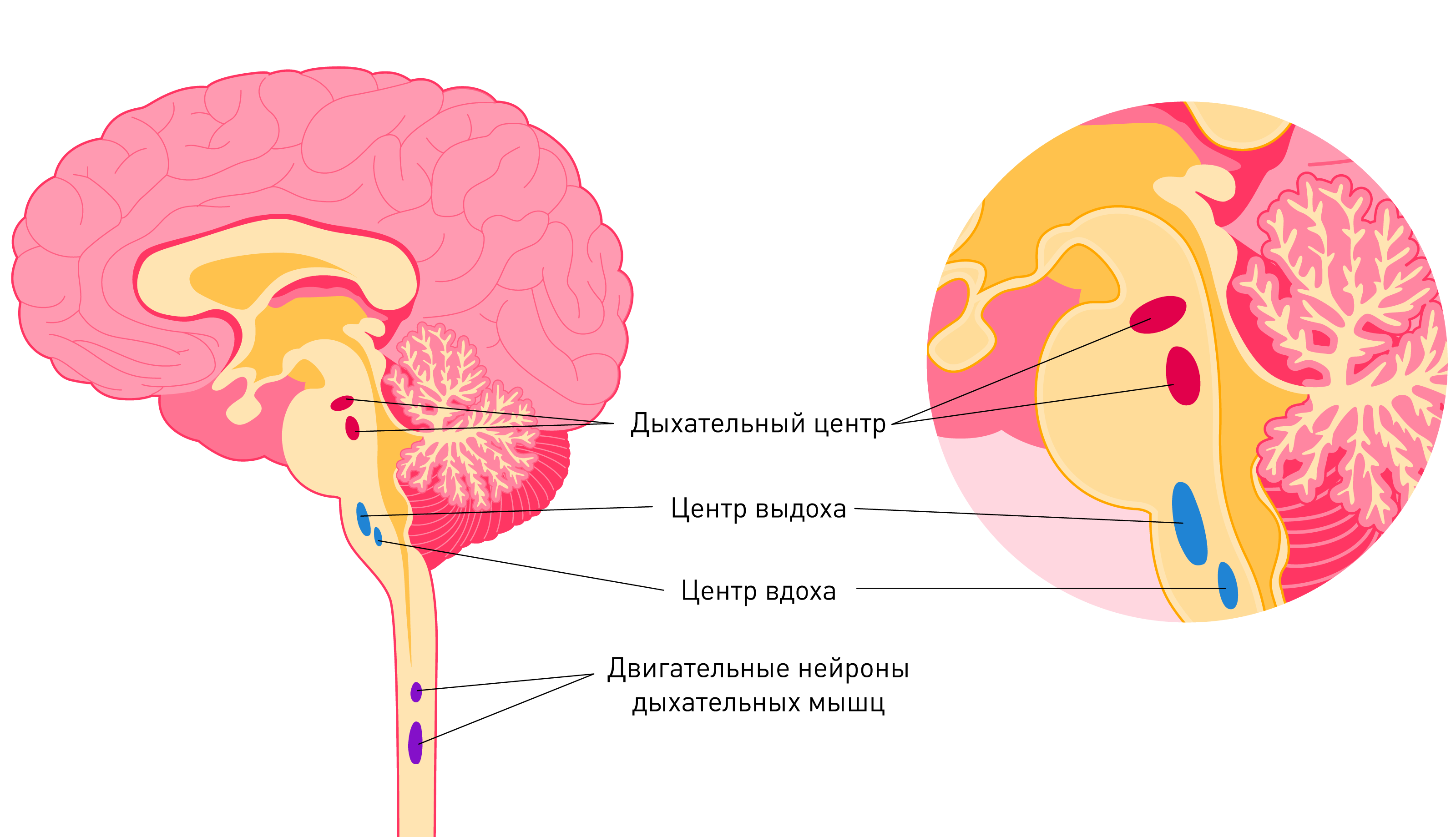Как правильно дышать?